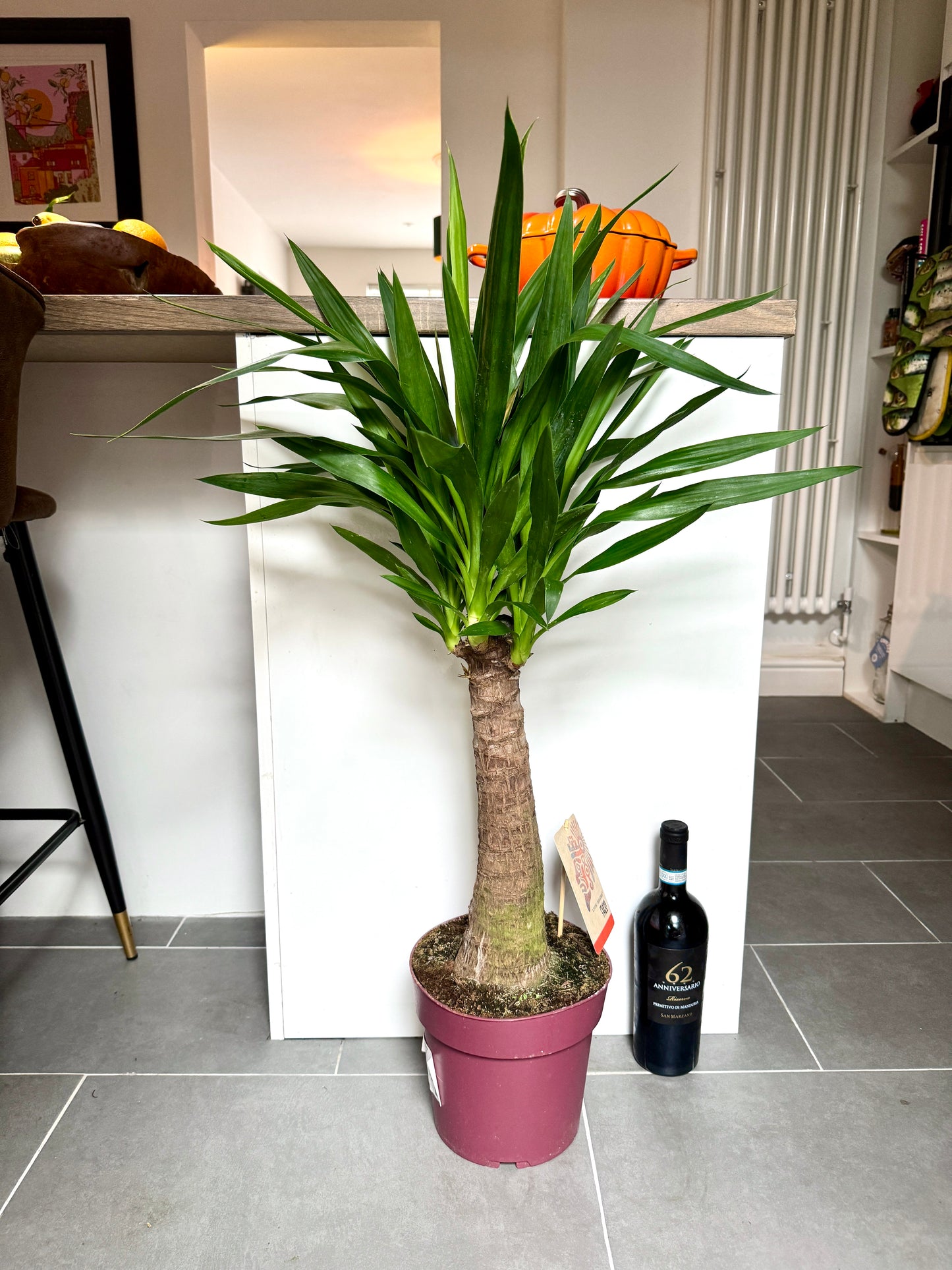 110cm Yucca Maya Tree