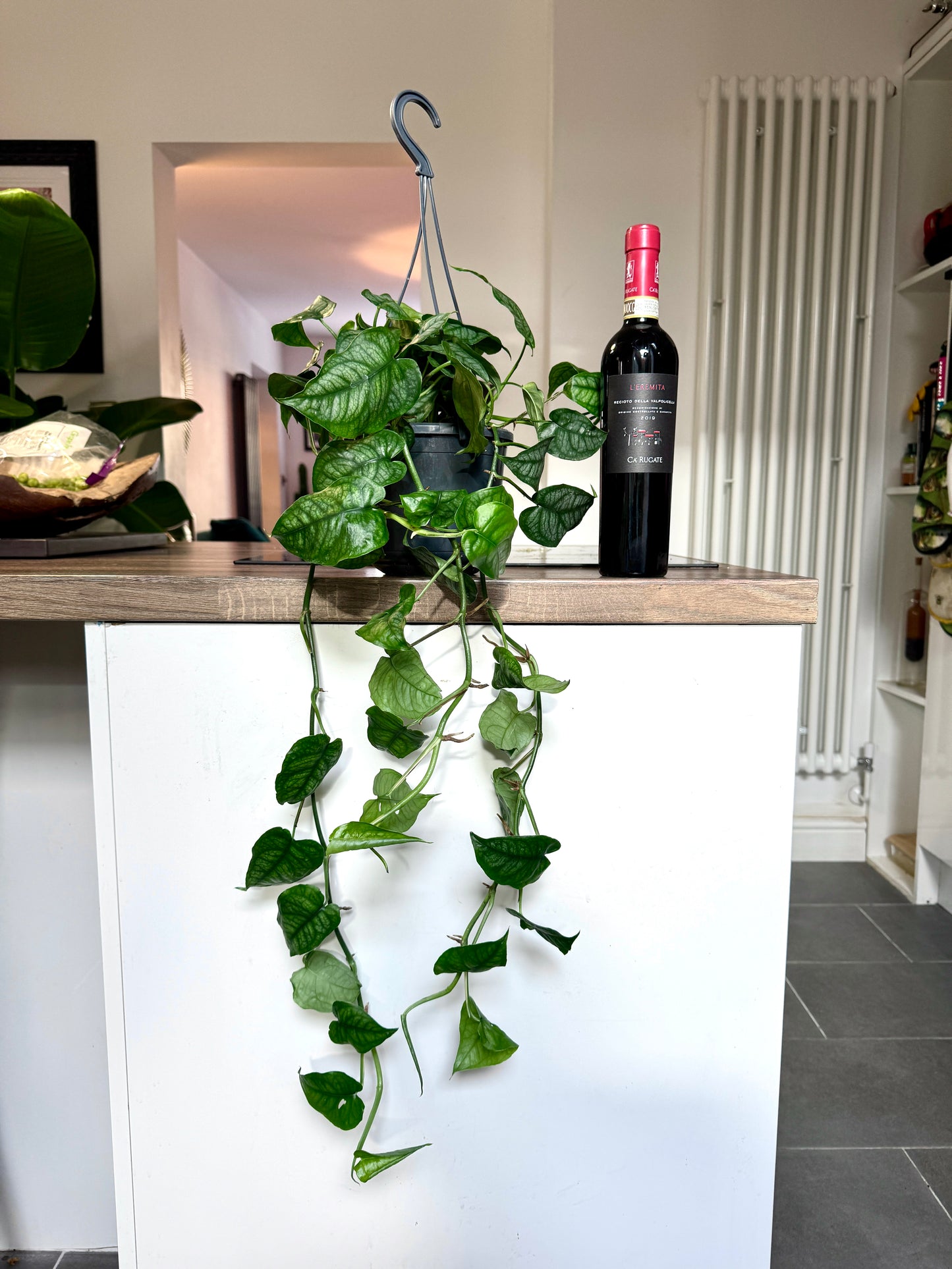 75cm Monstera Siltepecana