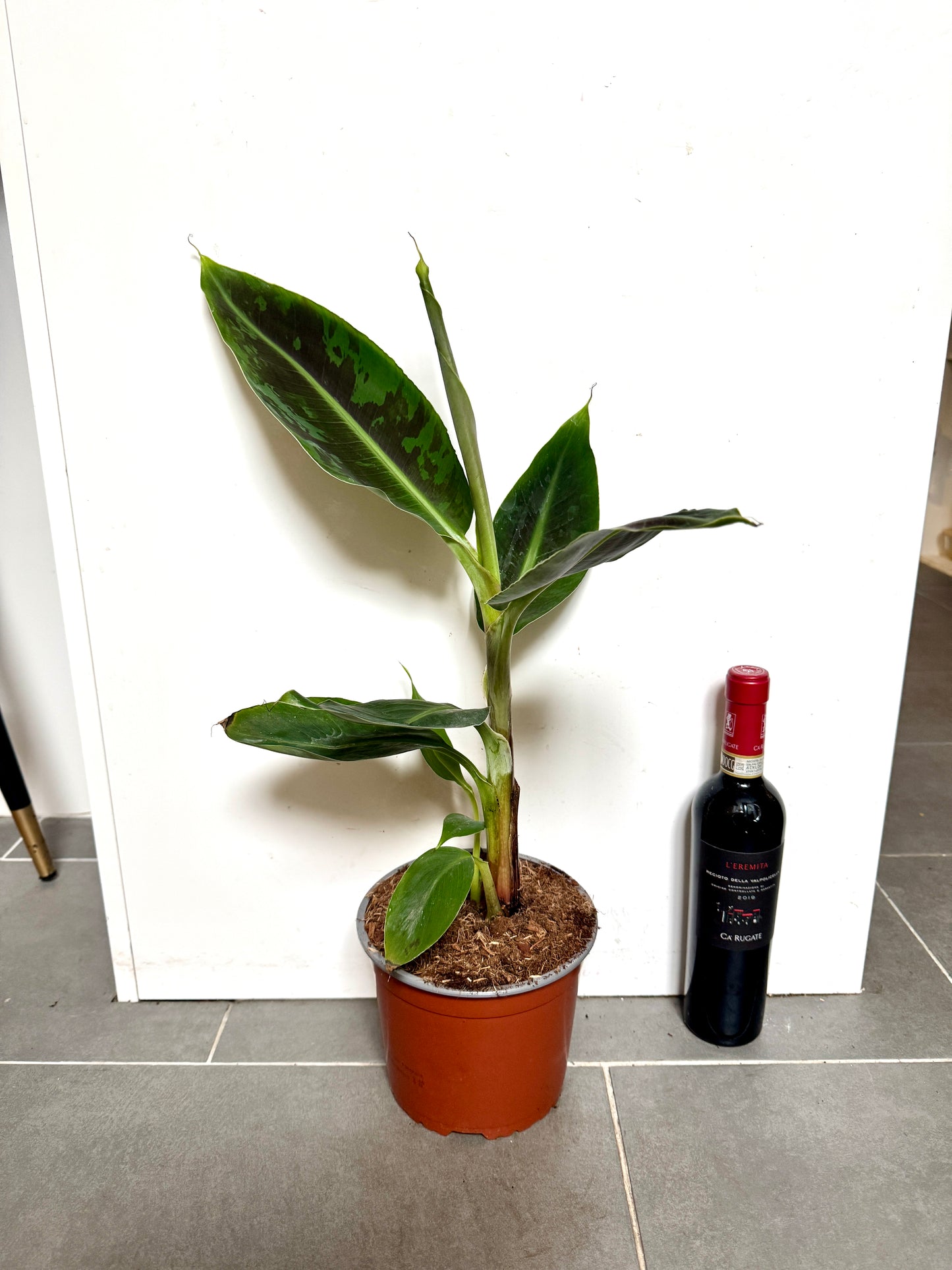 60cm Musa Cavendish (Banana Plant)