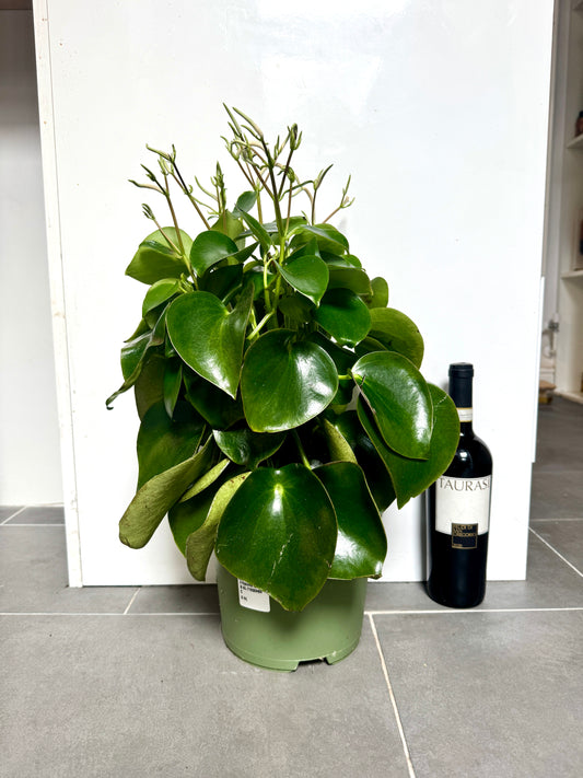 60cm Peperomia Polybotrya Raindrop