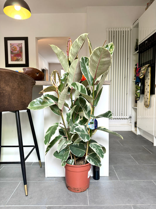 130cm Ficus Elastica Tineke