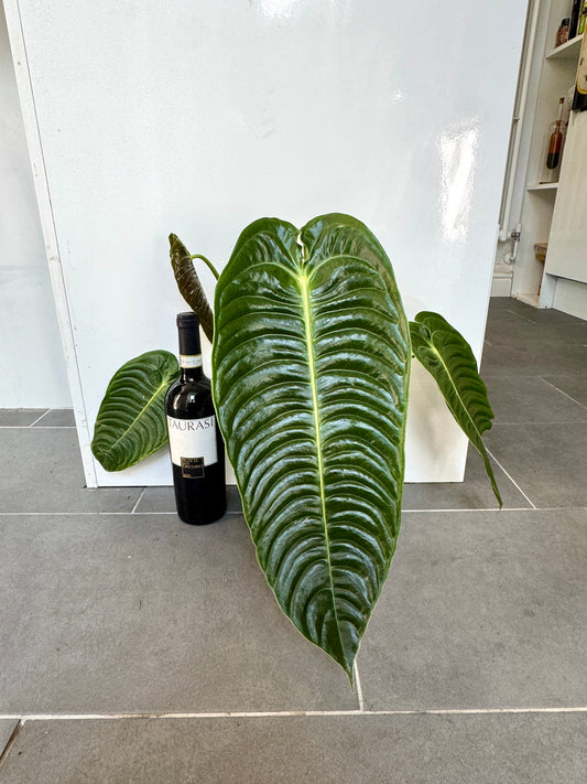 60cm King Anthurium Veitchii