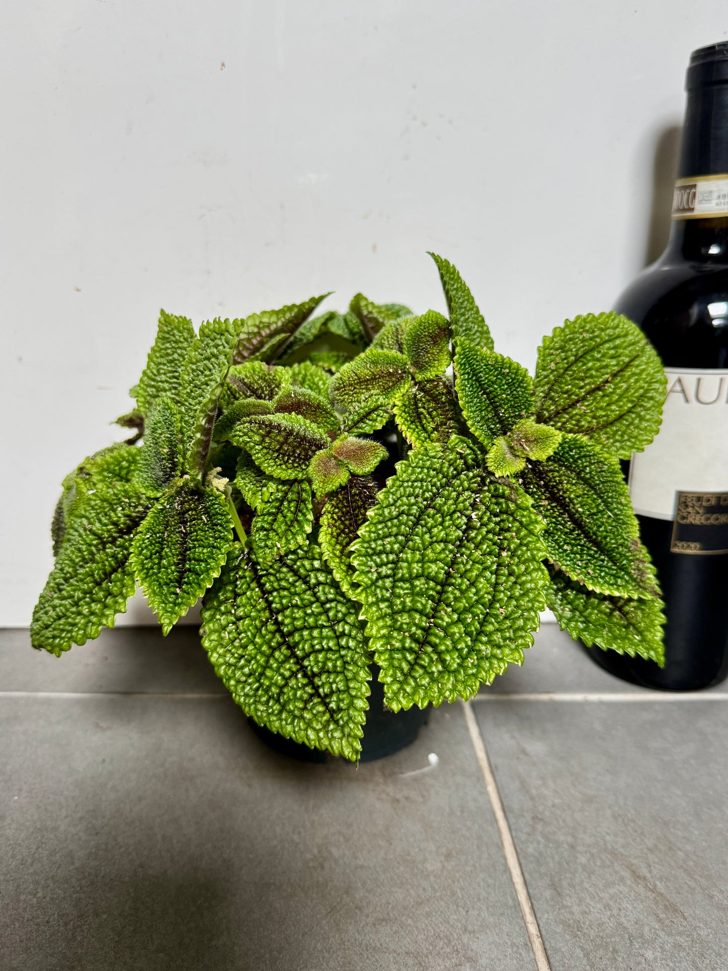 25cm Pilea Moon Valley