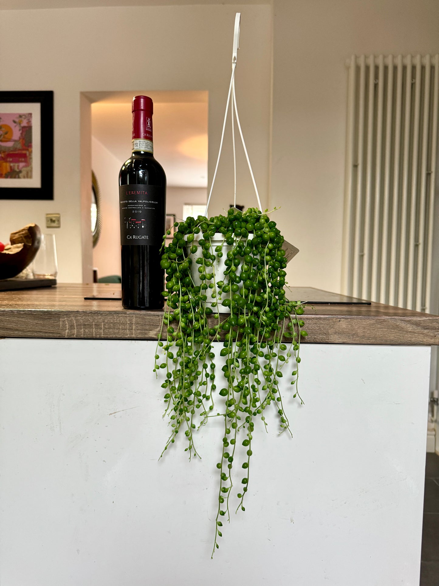 40cm String of Pearls (Senecio Rowleyanus)