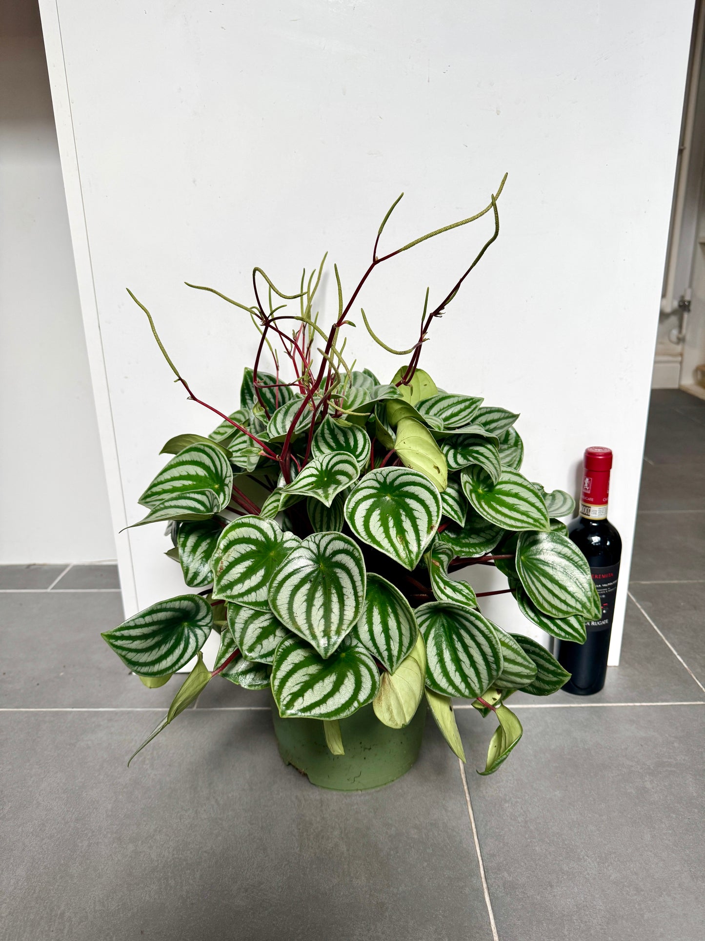60cm XL Peperomia Watermelon