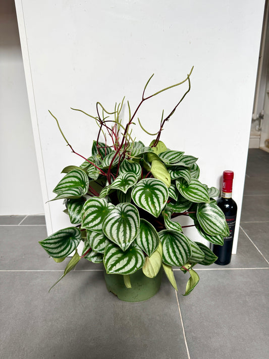 60cm XL Peperomia Watermelon