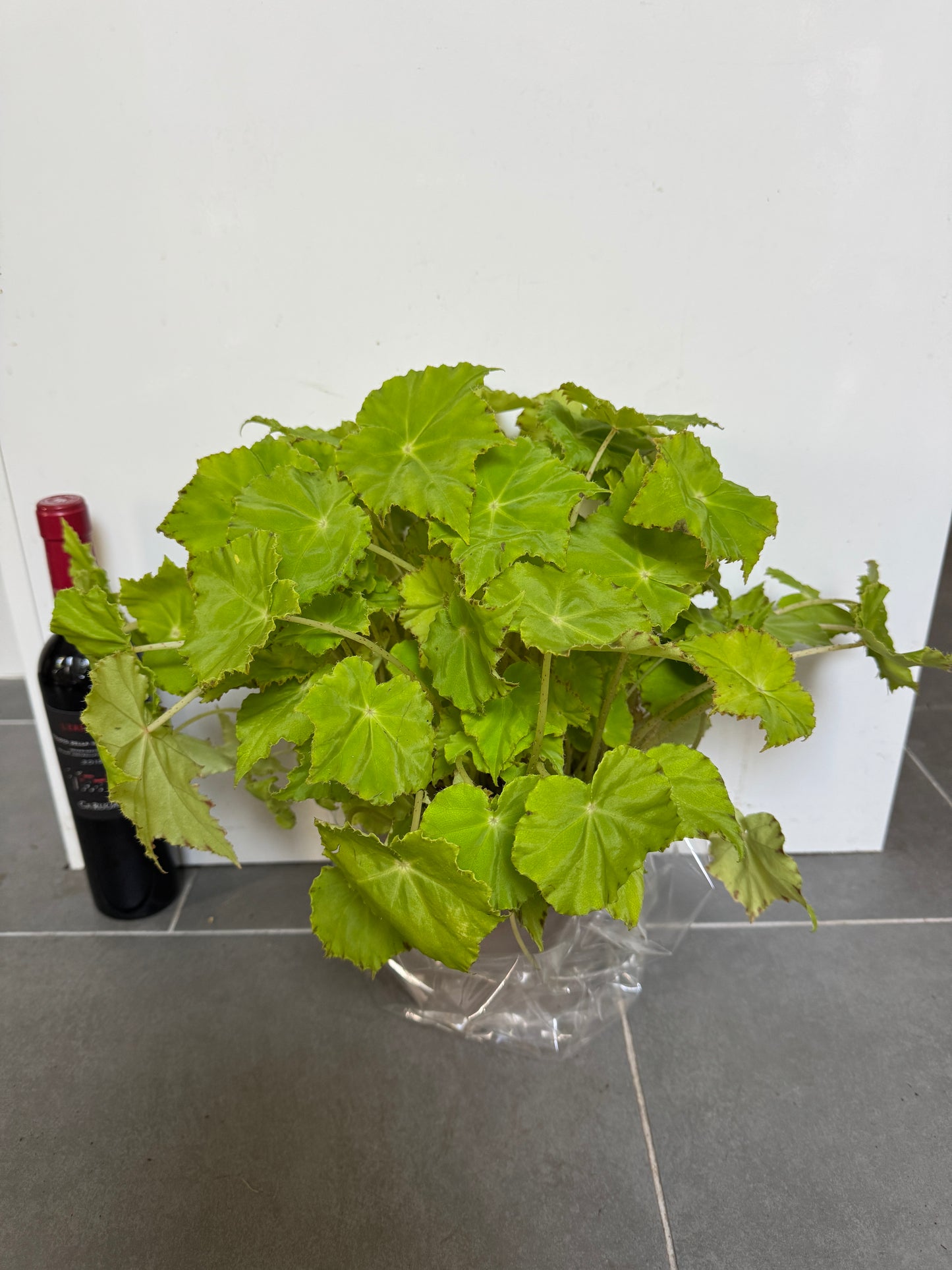 40cm Begonia Green