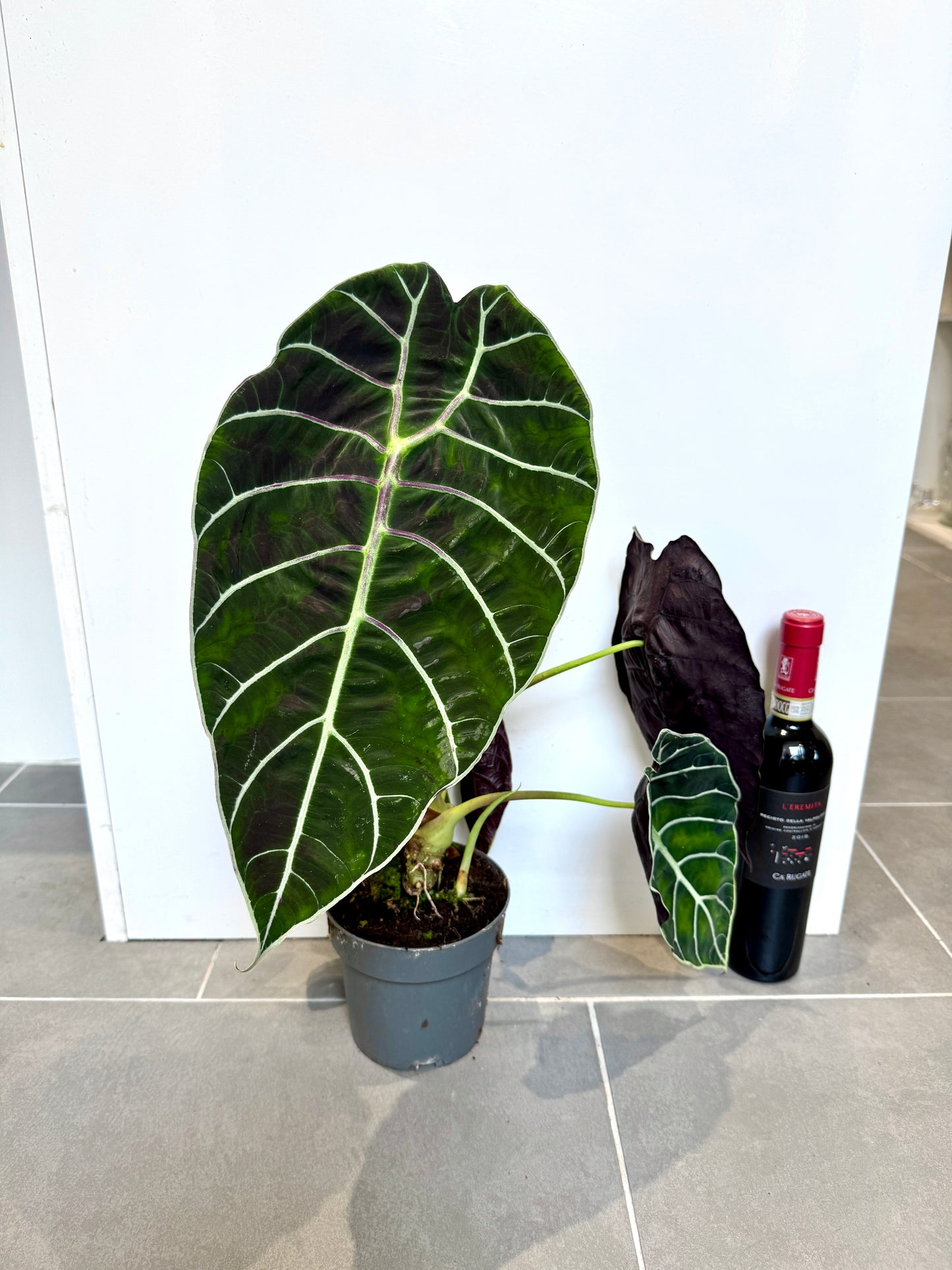 45cm Alocasia Watsoniana Velvety