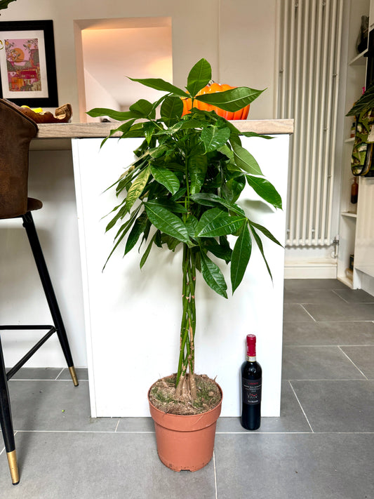 110cm Money Tree (Pachira Aquatica)