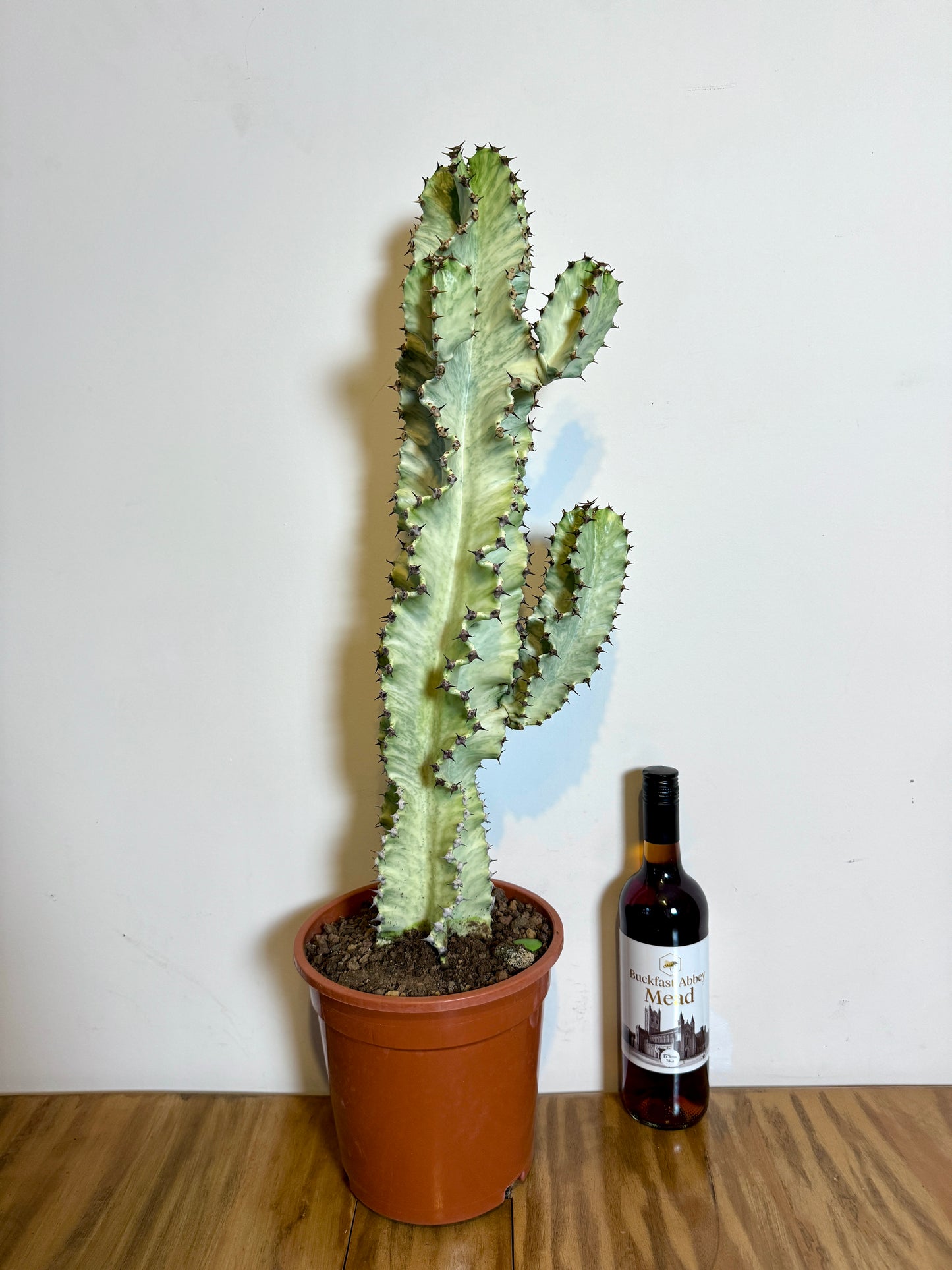 70cm Euphorbia Marmorata Cactus