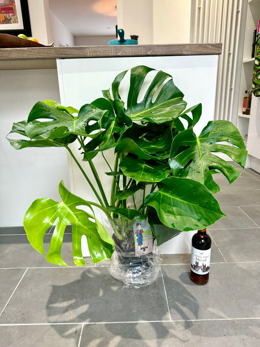 90cm Monstera Deliciosa (Swiss Cheese Plant)