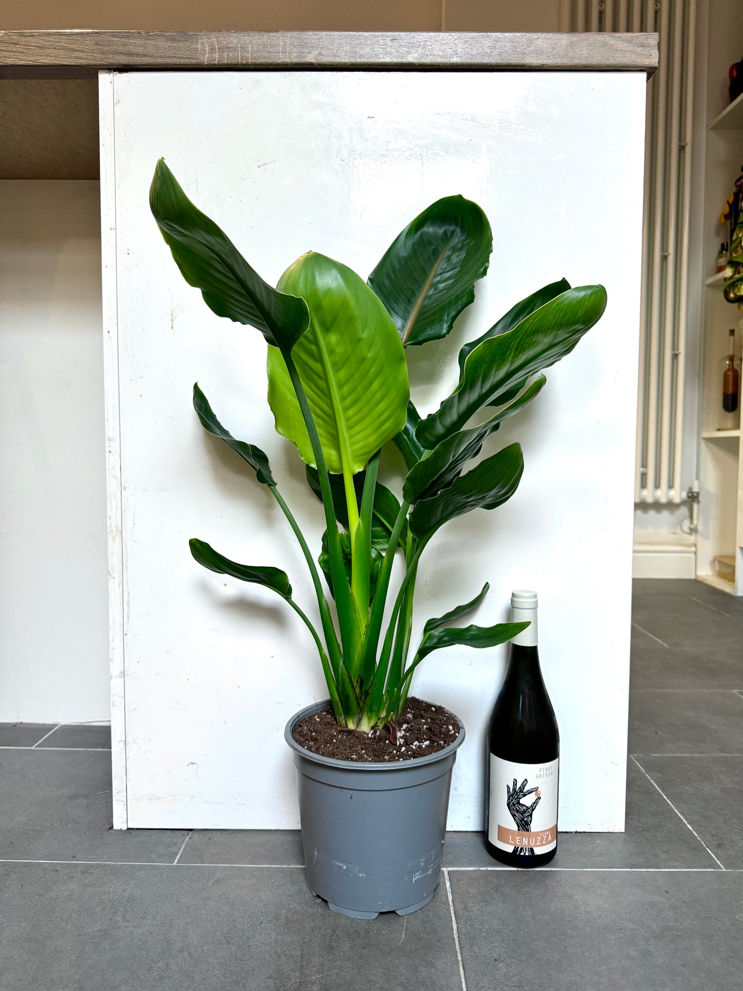70cm Orange Flowering Strelitzia Reginae (Bird of Paradise)