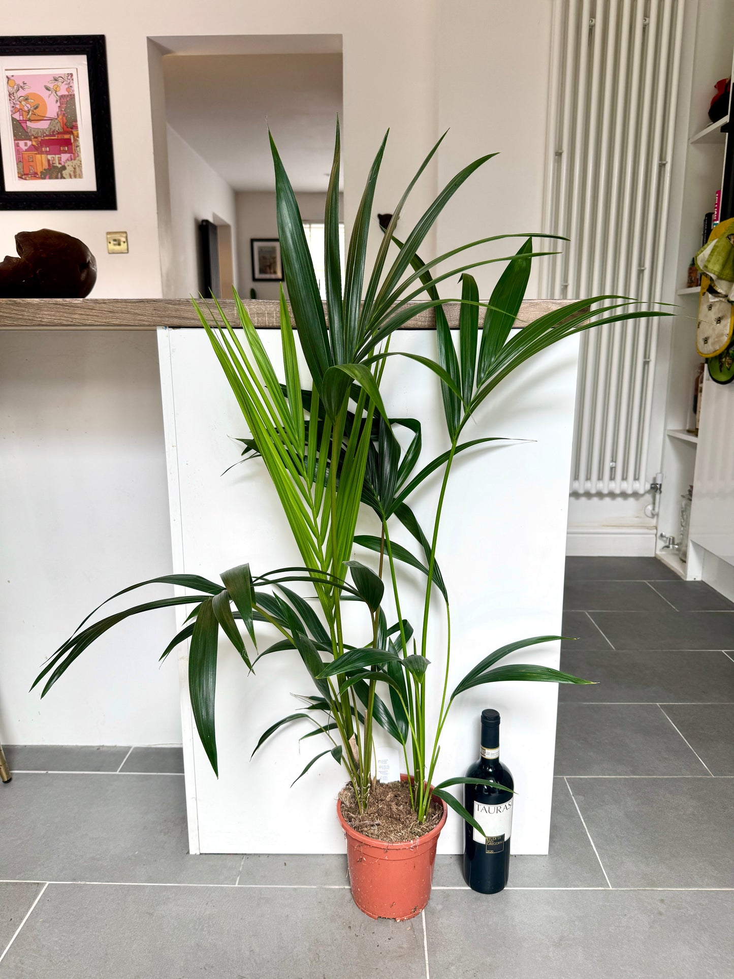 100cm Howea Forsteriana (Kentia Palm)
