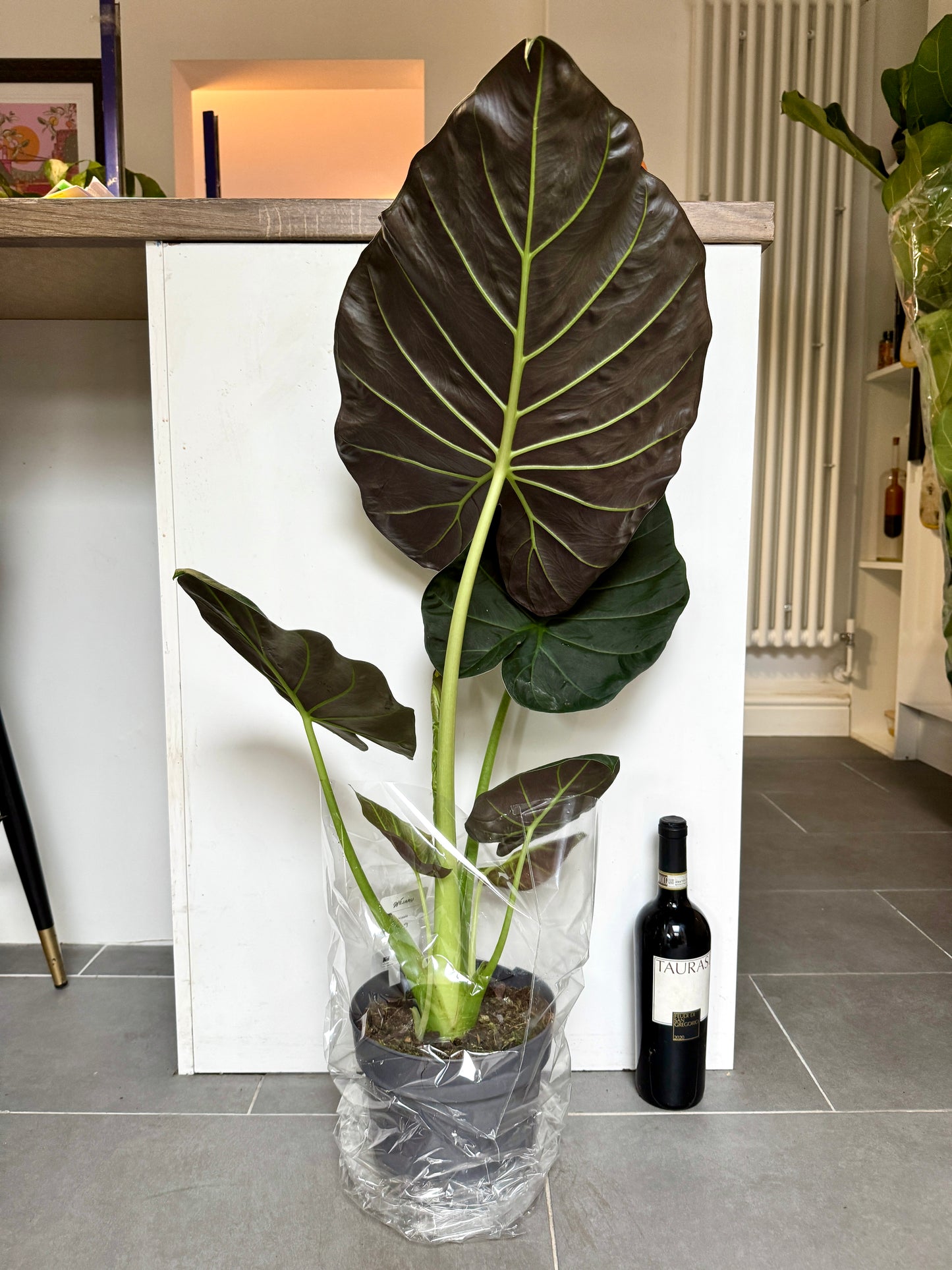 90cm Alocasia Regal Shields