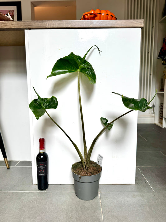 70cm Alocasia Stingray