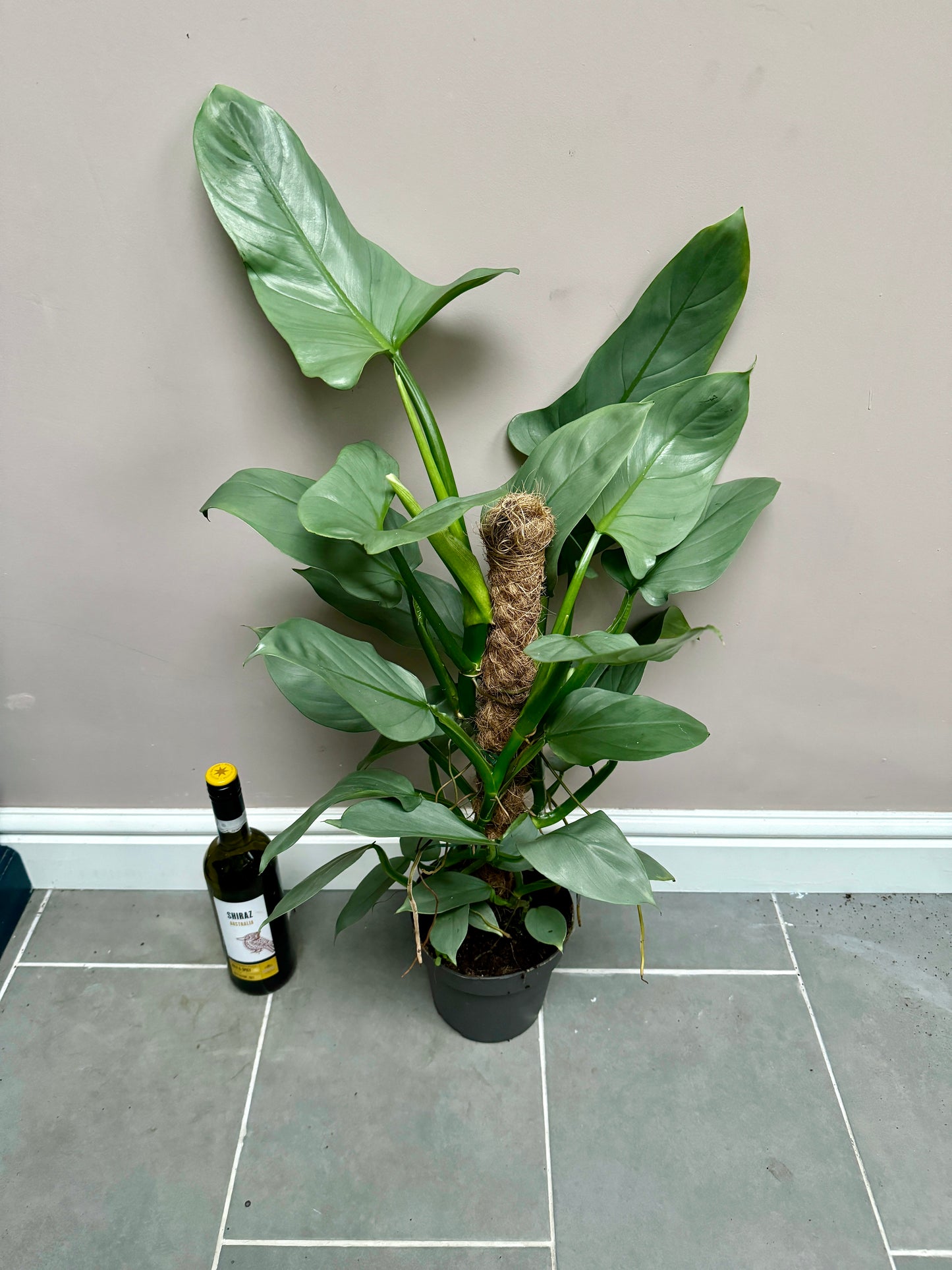 80cm Philodendron Silver Queen