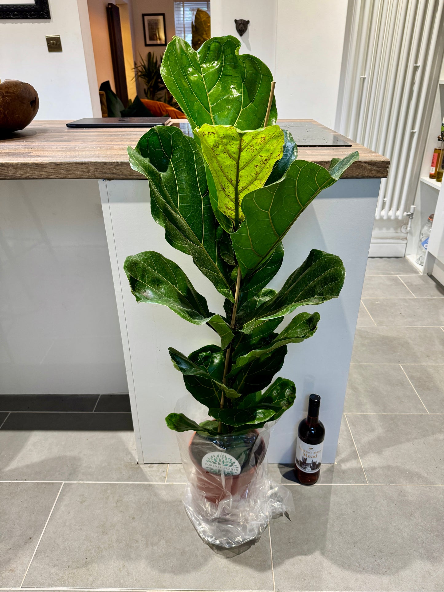 150cm Ficus Lyrata (Fiddle Leaf Fig)