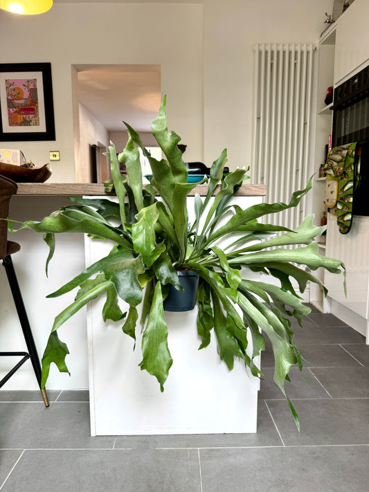 100cm Platycerum Bifurcatum  (Staghorn Fern)