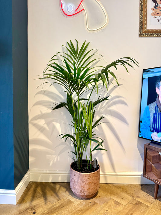 140cm Howea Forsteriana (Kentia Palm)