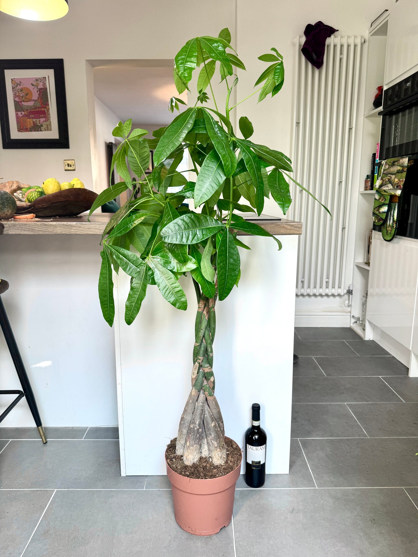 140cm Pachira Aquatica (Money Tree)