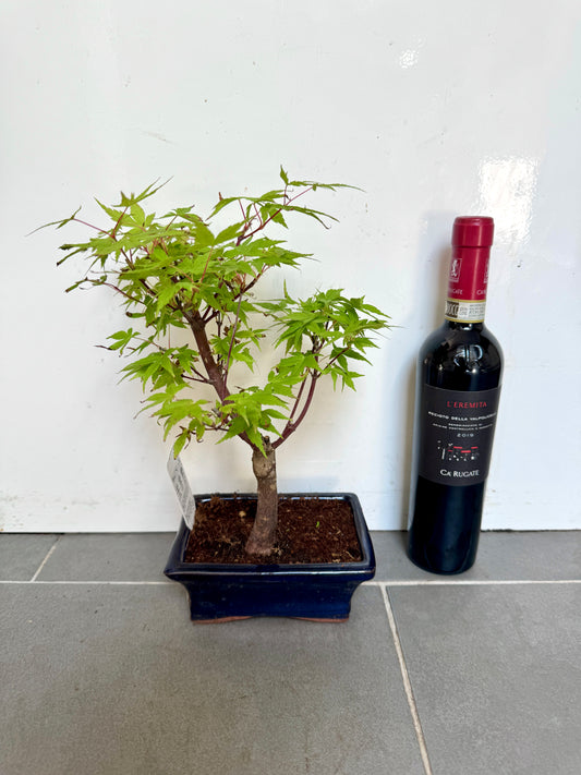 30cm Green Acer Bonsai Tree