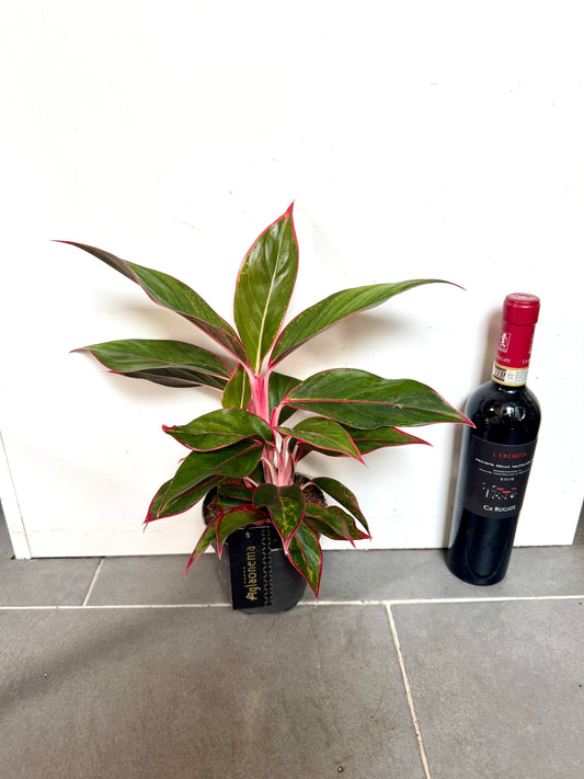 35cm Aglaonema Jungle Red
