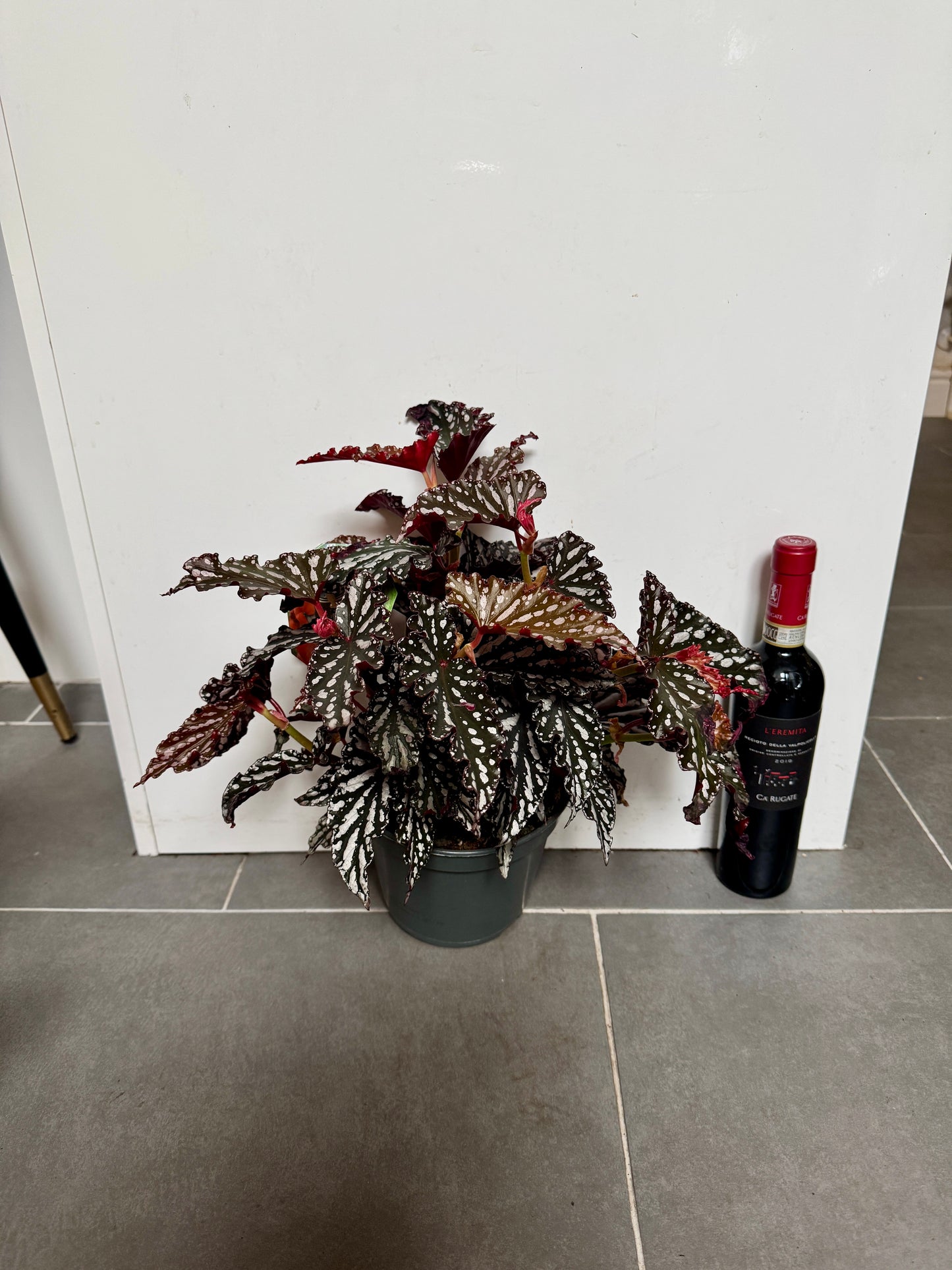 40cm Begonia Maculata Dark Form
