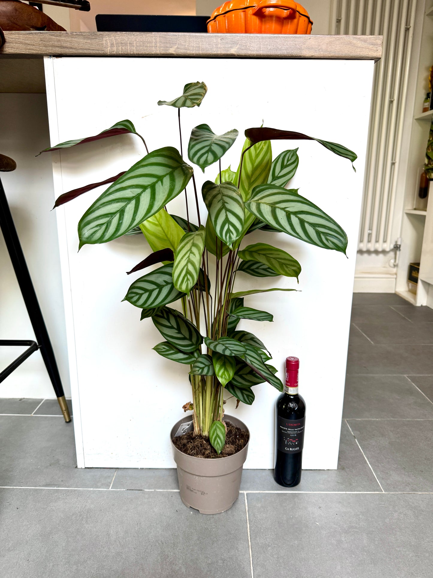 75cm Ctenanthe Green Flag (Prayer Plant)