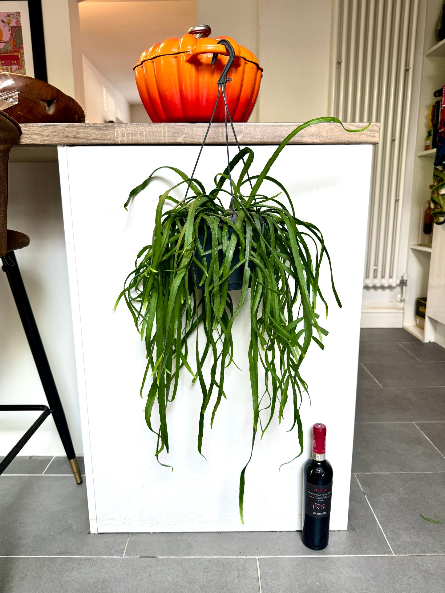 60cm Hanging Lepismium