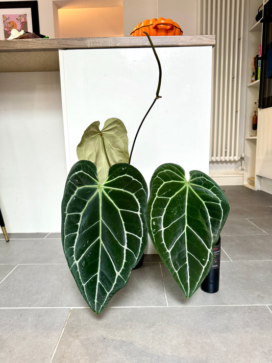 70cm Giant Anthurium Clarinervium
