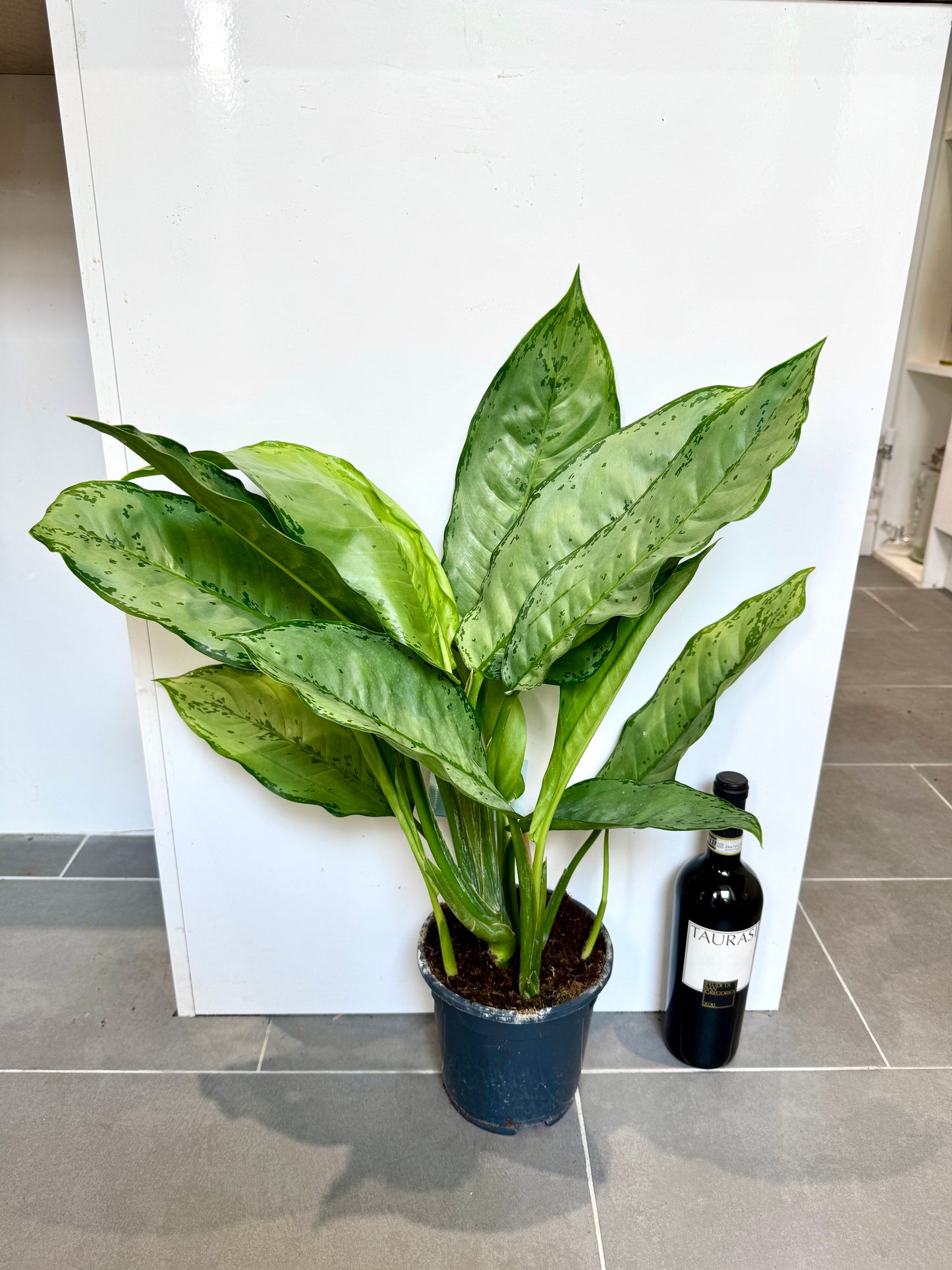70cm Aglaonema Freedman