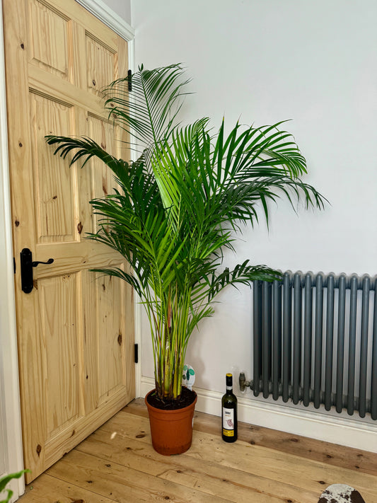 175cm Dypsis Lutescens (Areca Palm)