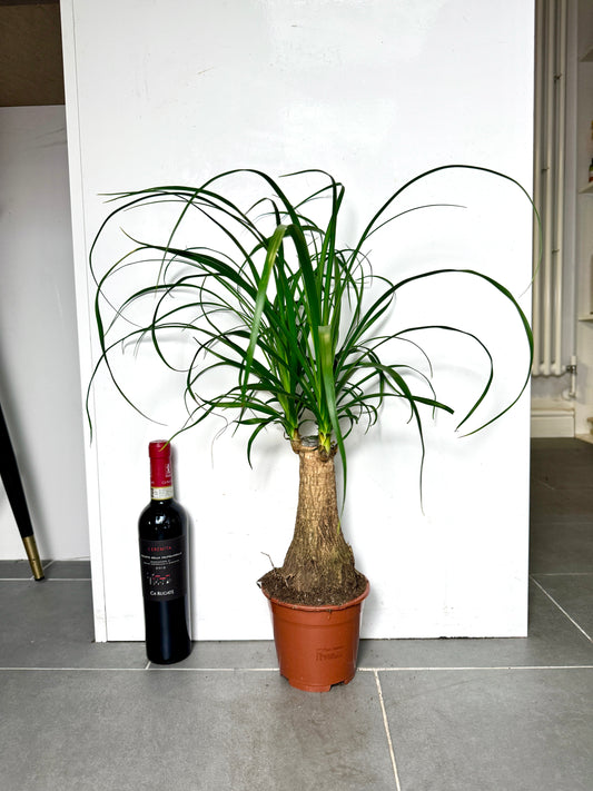 60cm Ponytail Palm (Beaucarnea Recuvarta)
