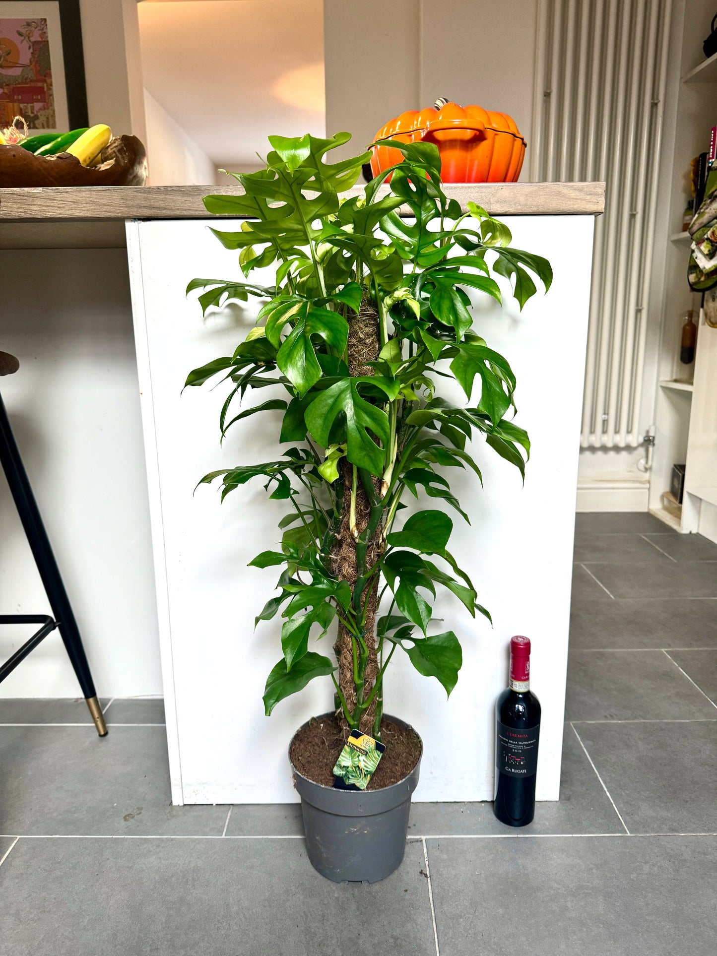 75cm Philodendron Minima