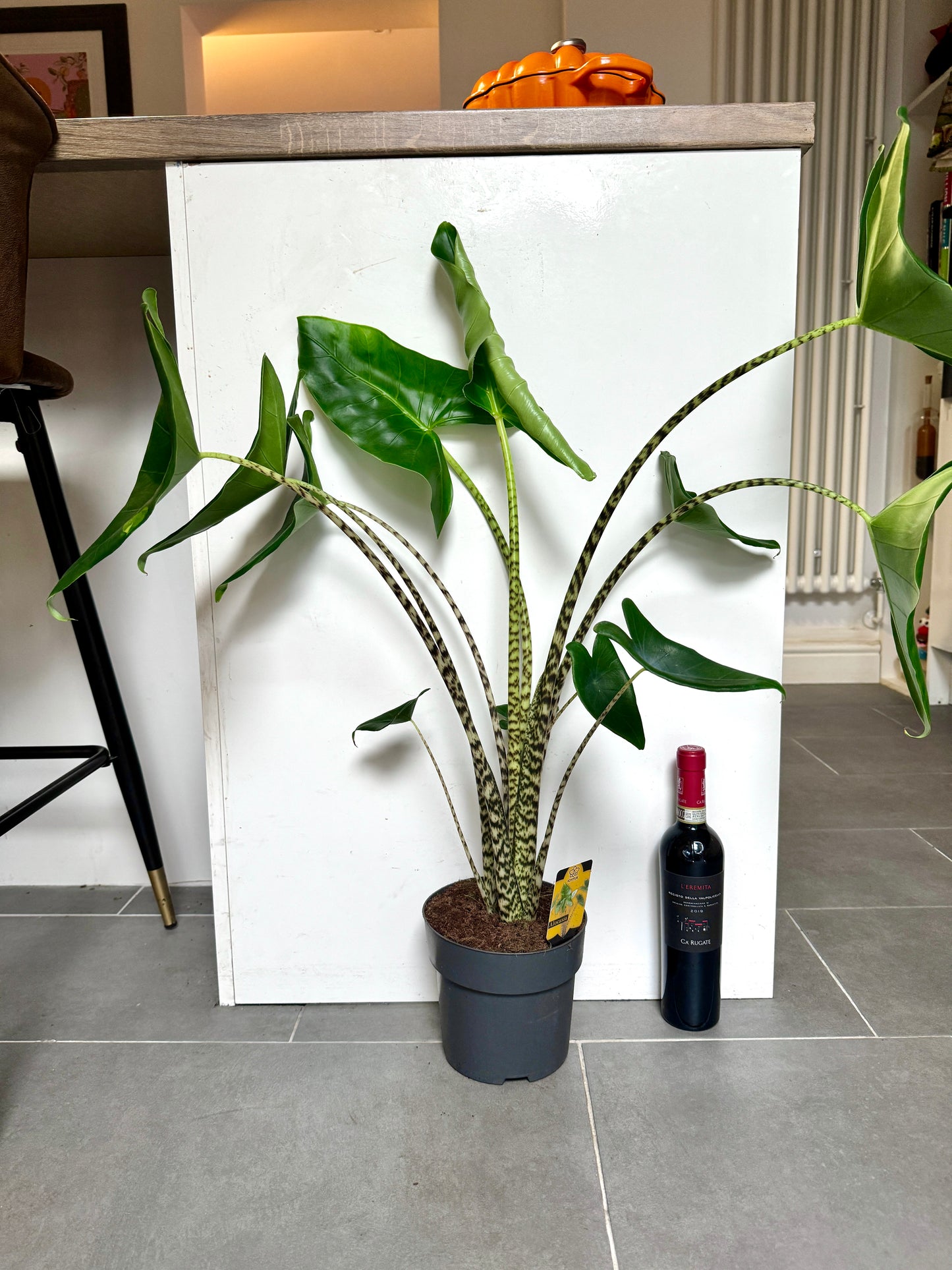 75cm Alocasia Zebrina