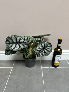 30cm Alocasia Silver Dragon