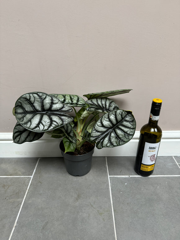30cm Alocasia Silver Dragon