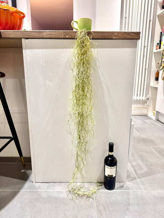 120cm Tillandsia Usneoides (Air Plant - Spanish Moss)