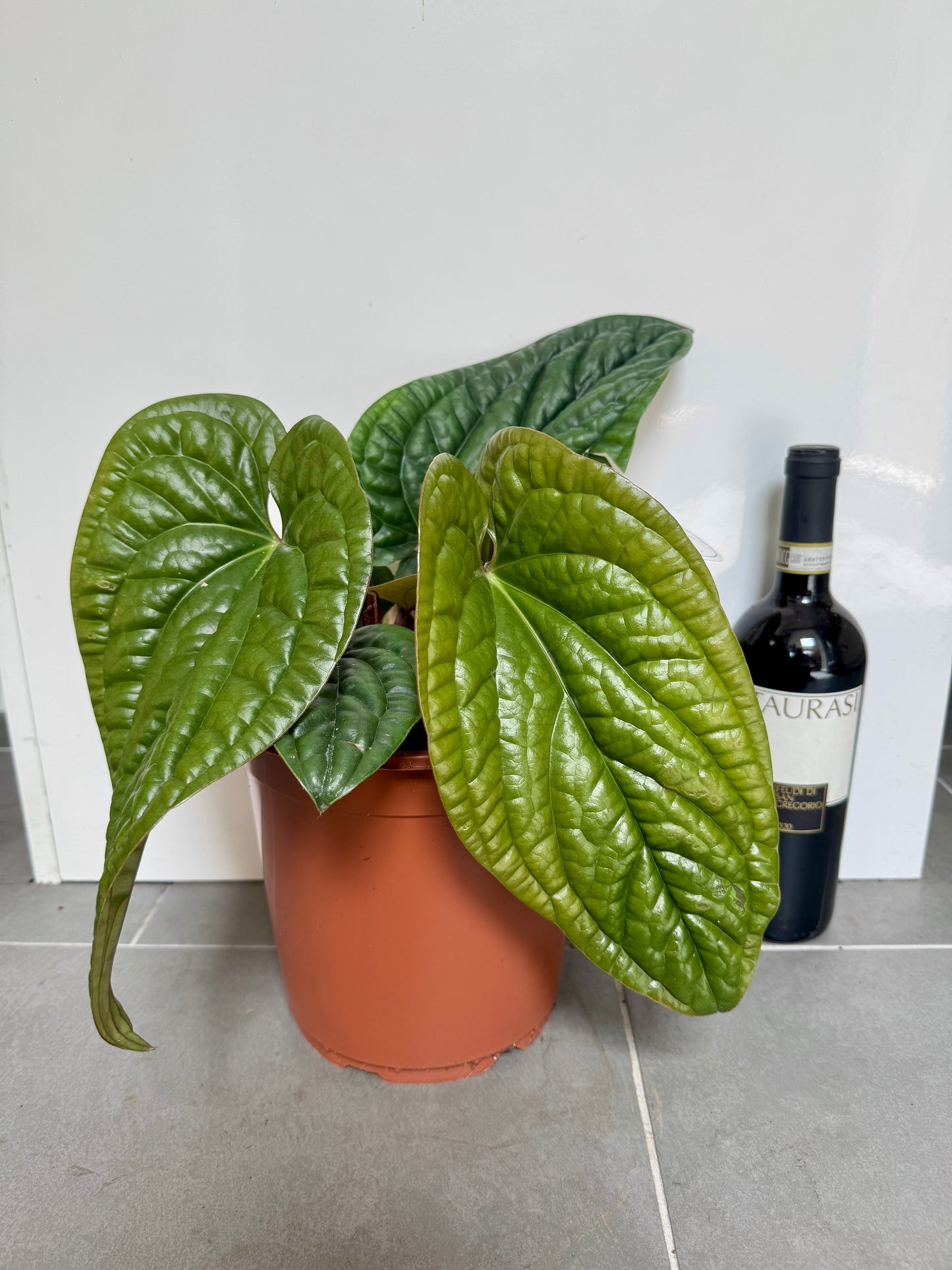 30cm Anthurium Luxurians (21cm pot)