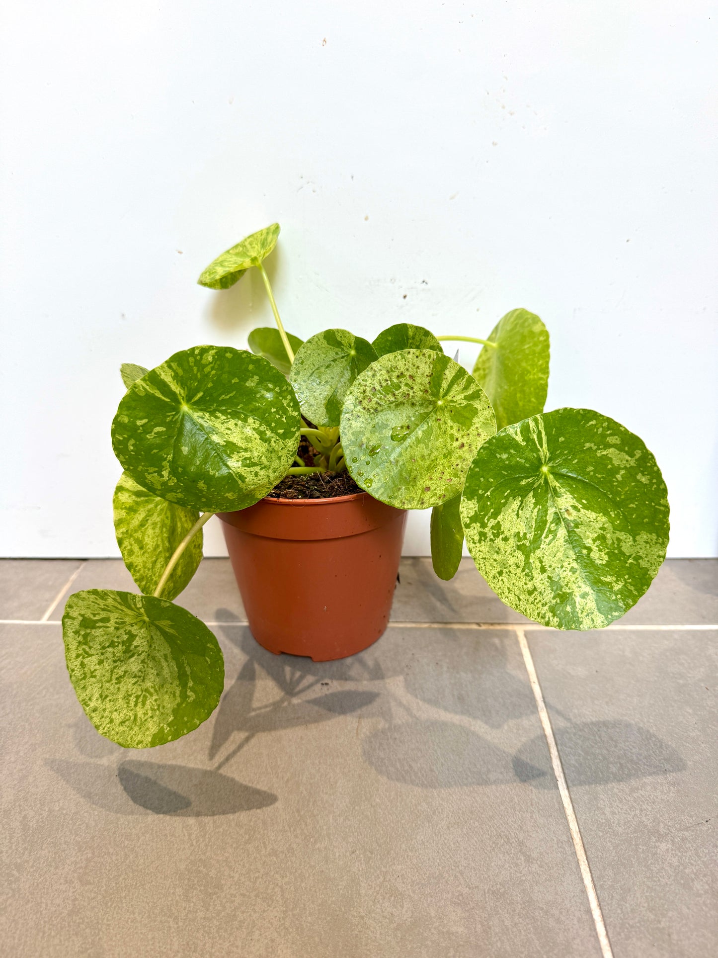 25cm Variegated Pilea Mojito Peperomioides