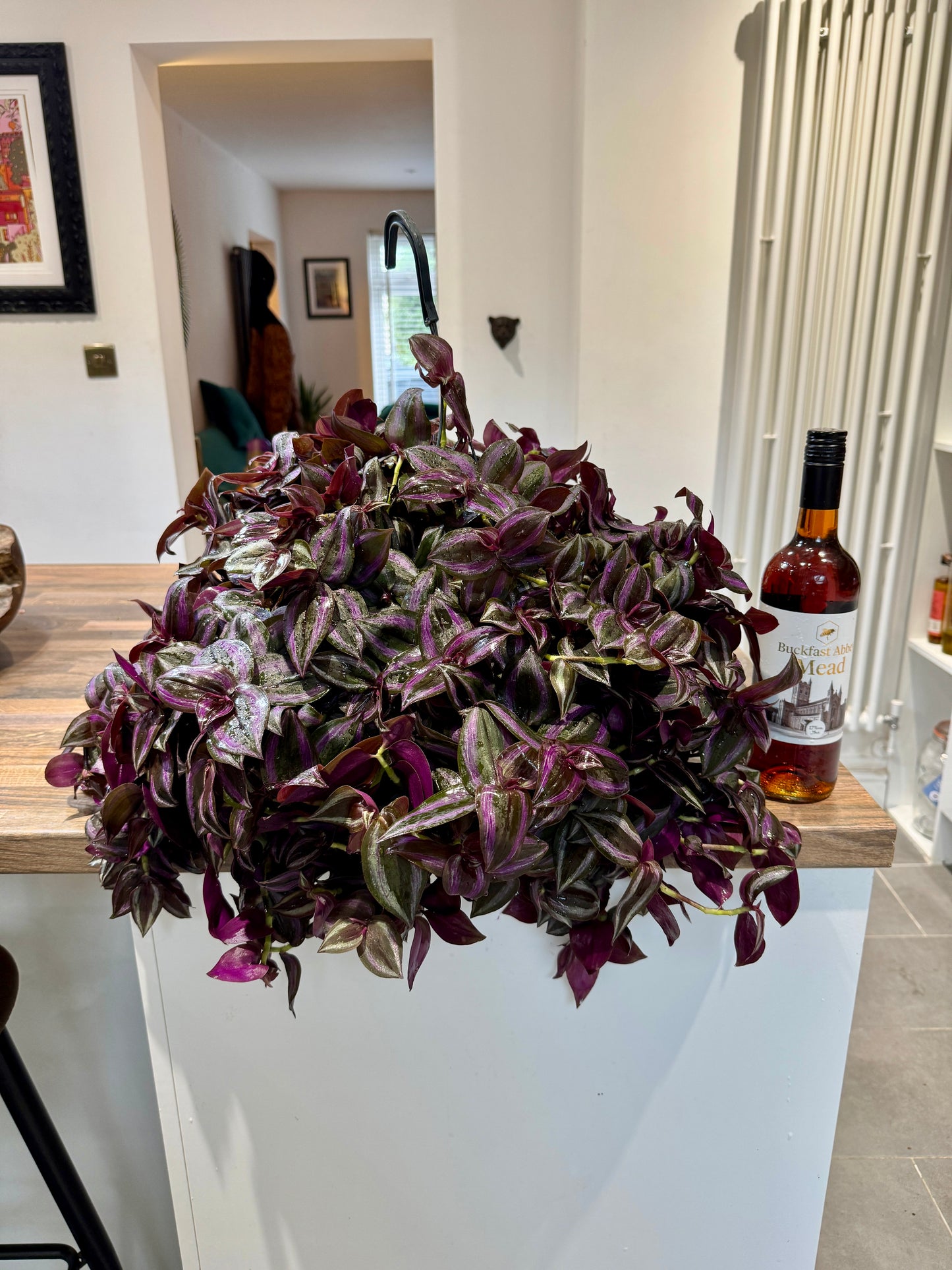 50cm Tradescantia Violet