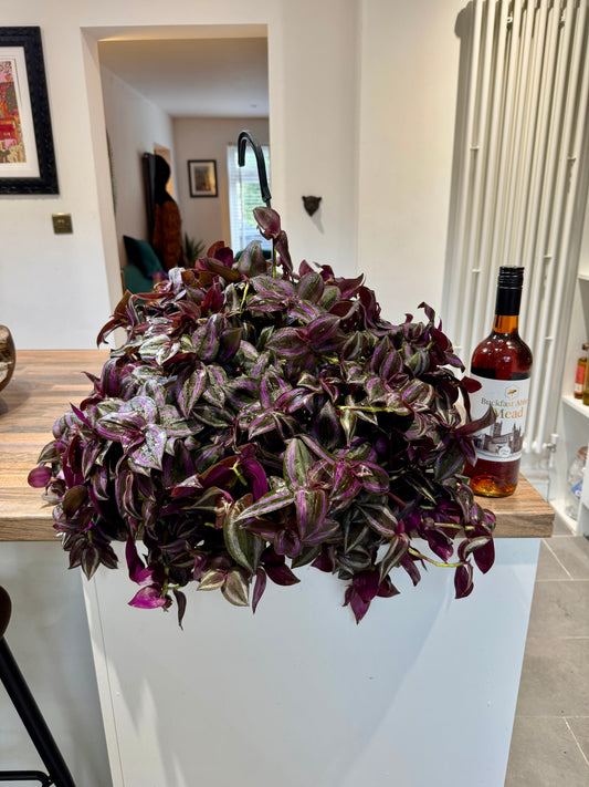 50cm Tradescantia Violet