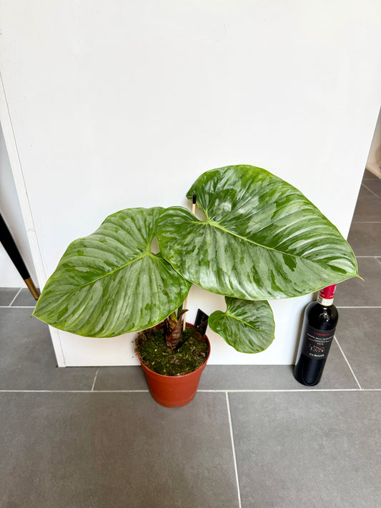 40cm Philodendron Sordiroi