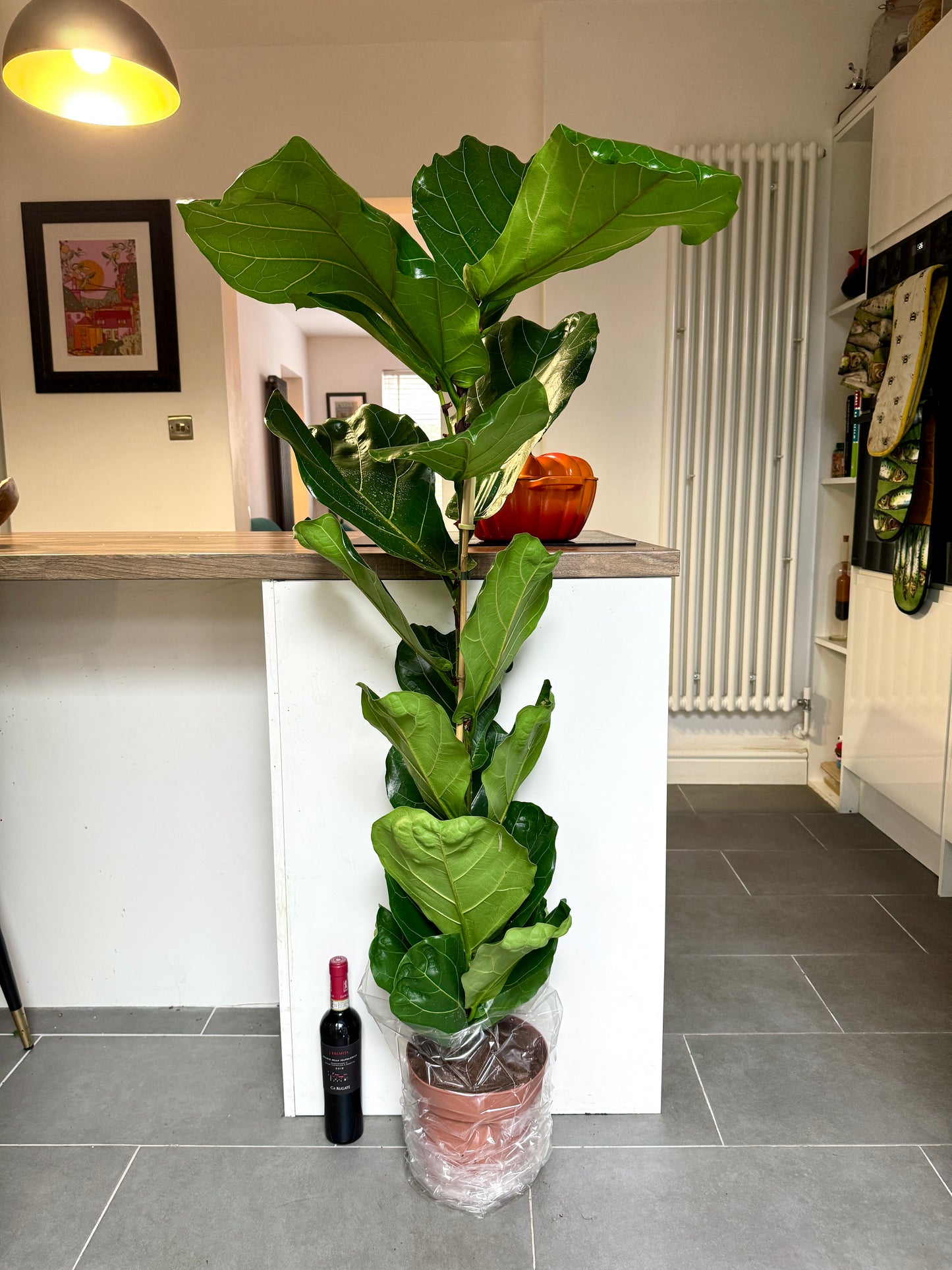 150cm Ficus Lyrata (Fiddle Leaf Fig)