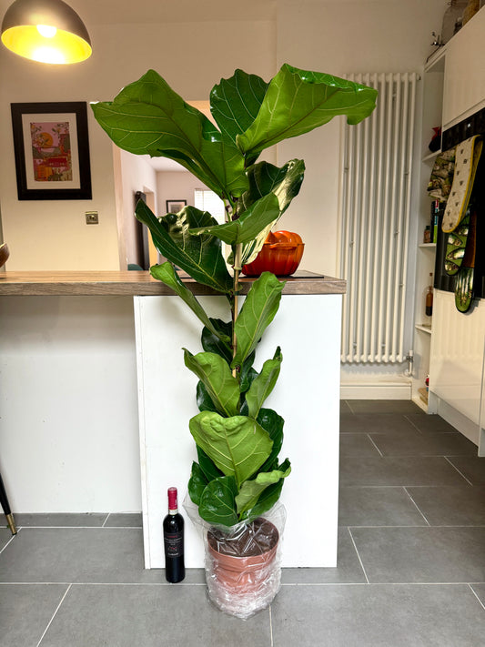 150cm Ficus Lyrata (Fiddle Leaf Fig)