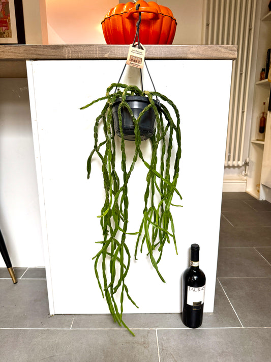 75cm Hanging Rhipsalis Paradoxa