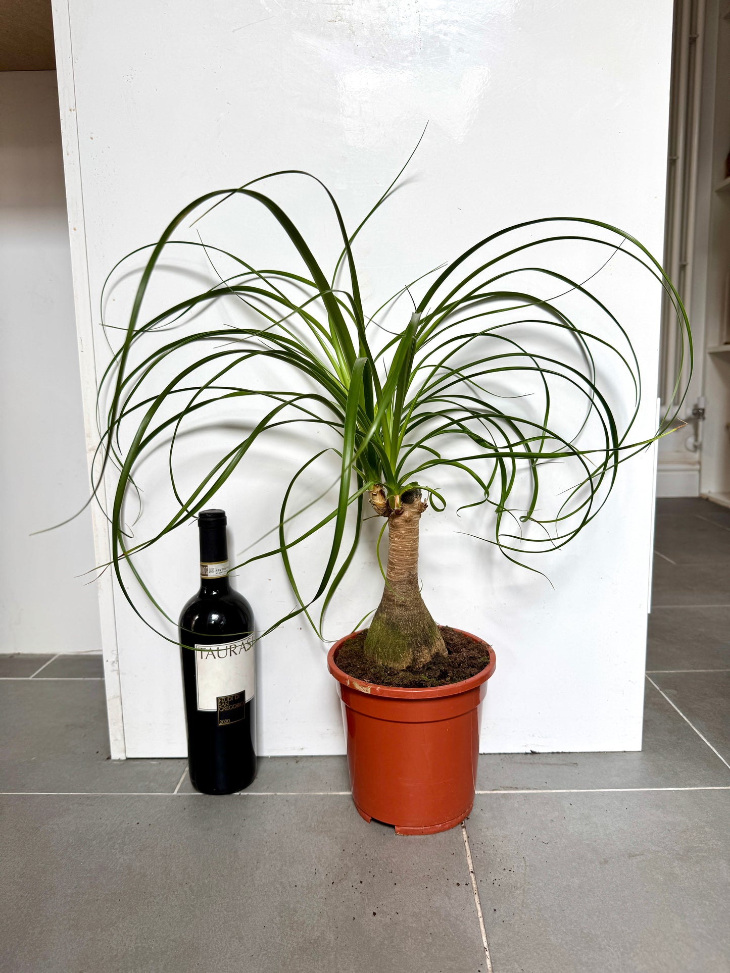 60cm Ponytail Palm (Beaucarnea Recuvarta)