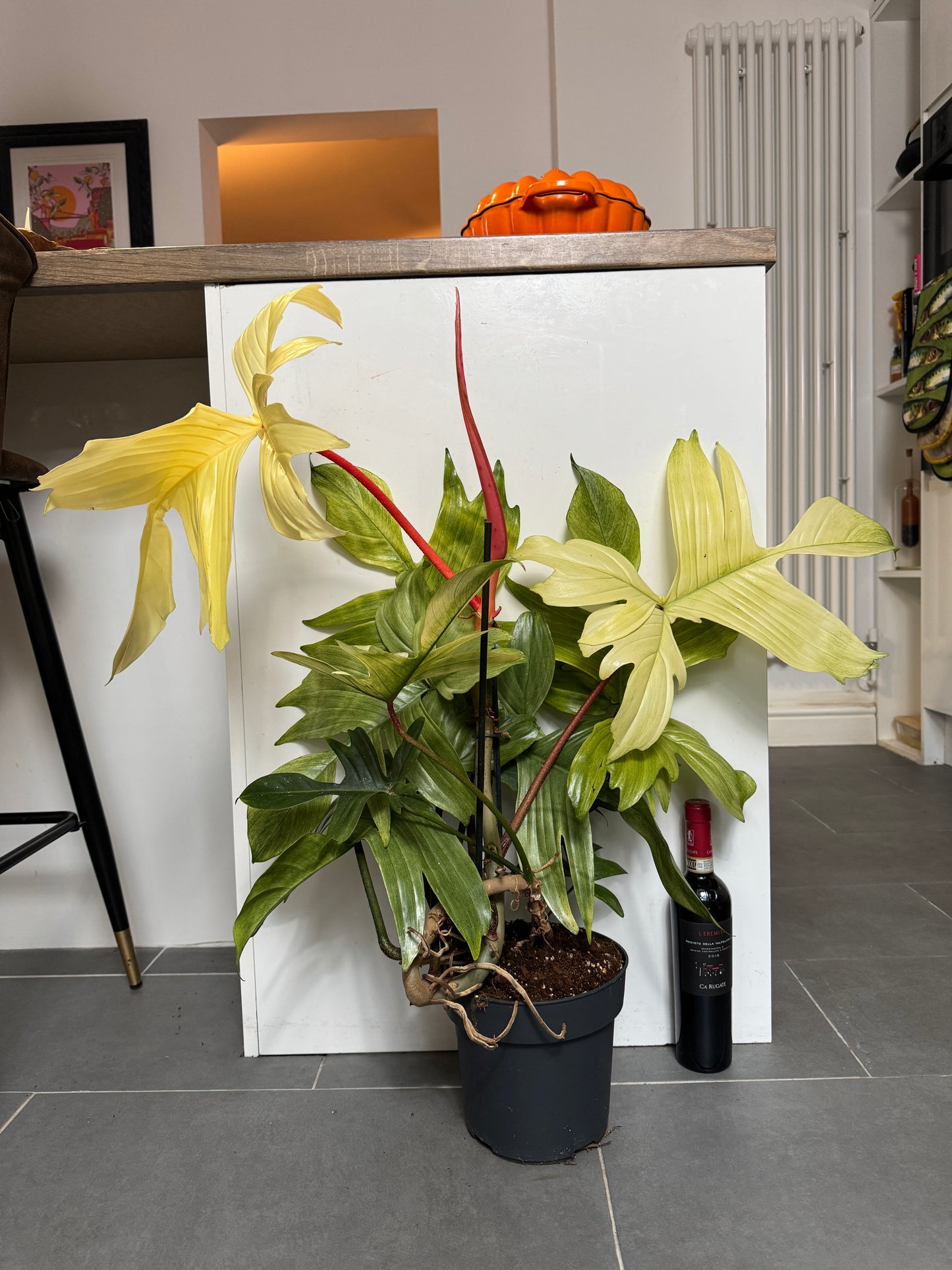 75cm Philodendron Florida Ghost