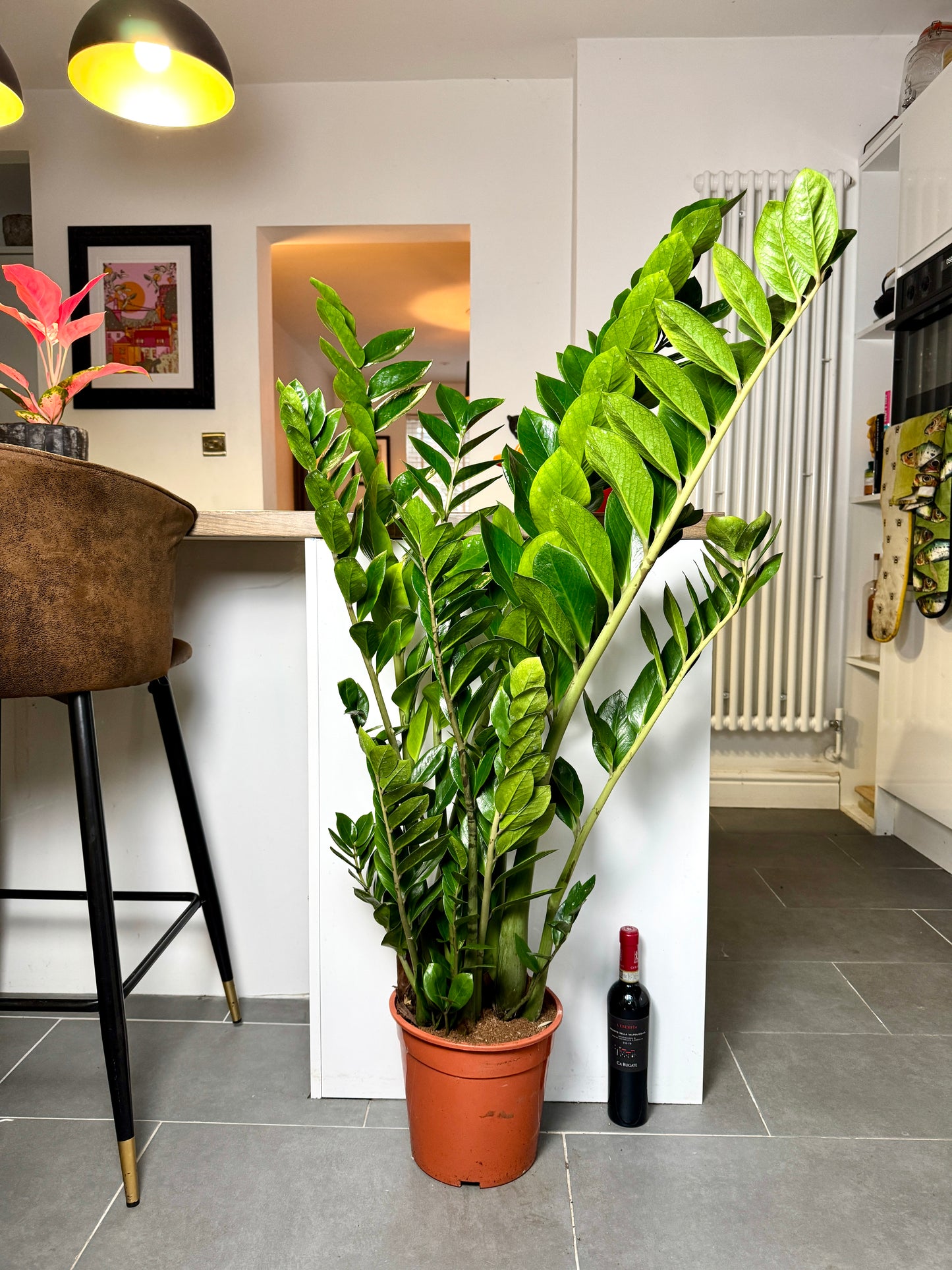 120cm Giant ZZ Plant (Zamioculcas Zamiifolia)