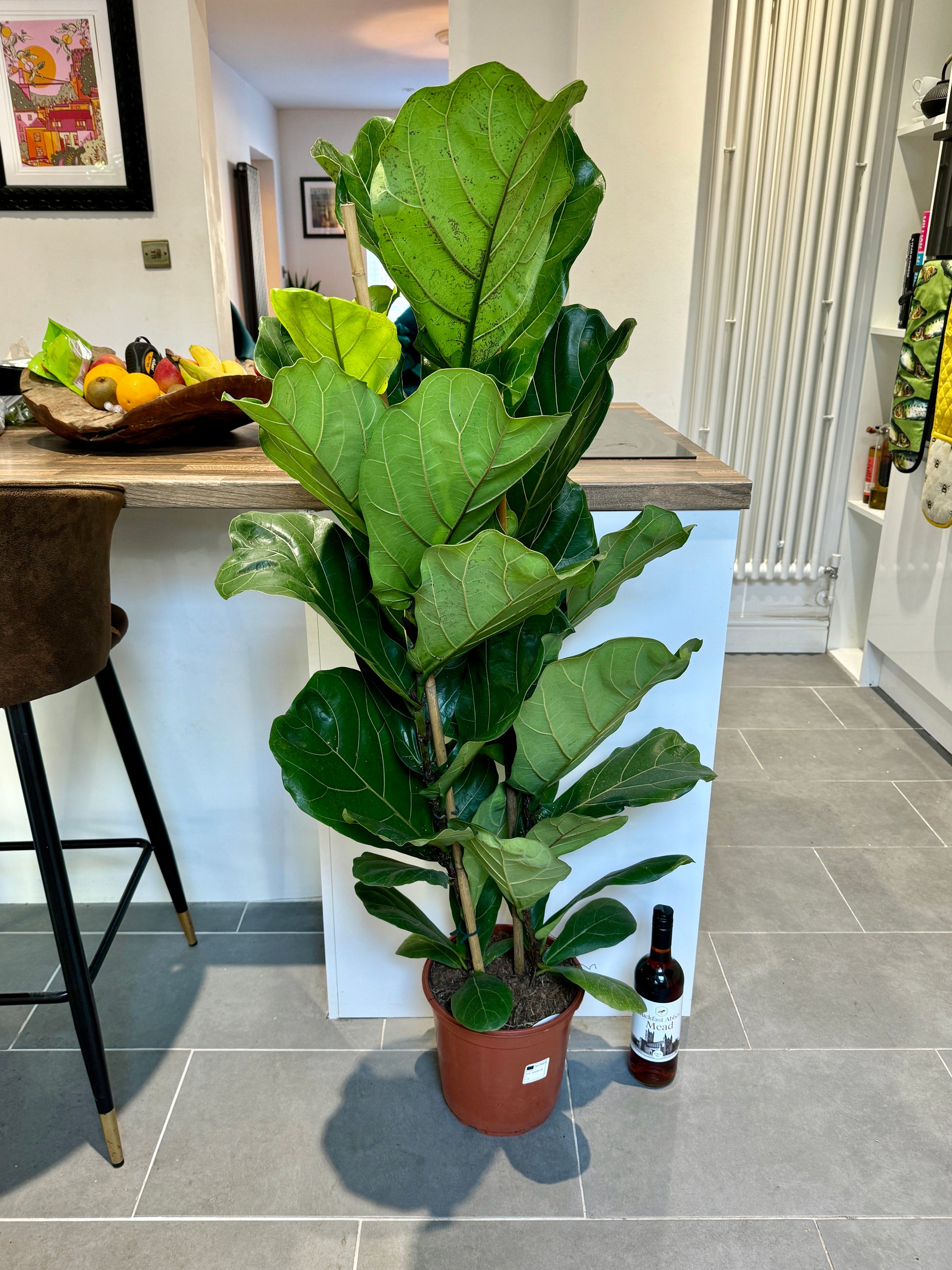 fiddle leaf fig double stem 140cm Double Stemmed Ficus Lyrata (Fiddle leaf fig) – Bristol Plant Man